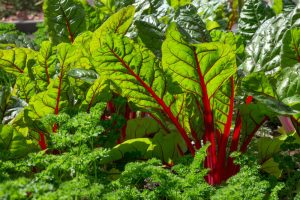 Mangold beet is distinguished not only by its taste, but also by its aesthetic appearance.
