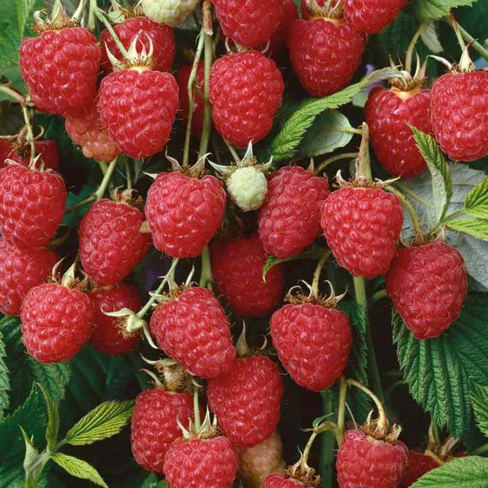 Raspberry Fruits Strong