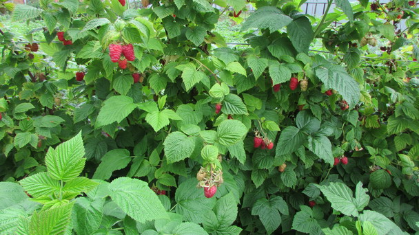 Characteristics of raspberries Pride of Russia