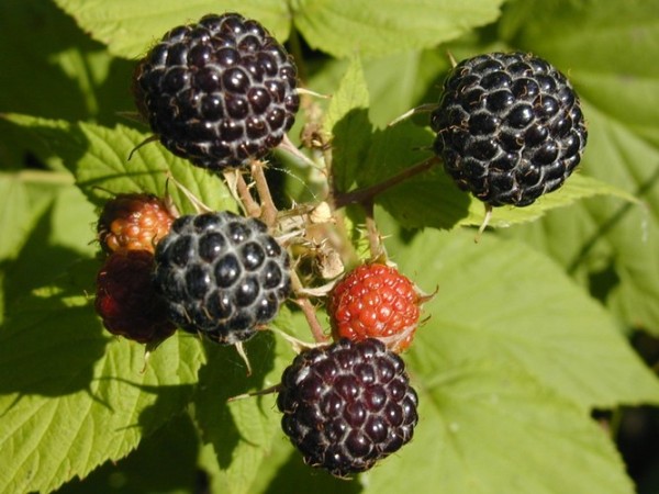 Cumberland black raspberry variety