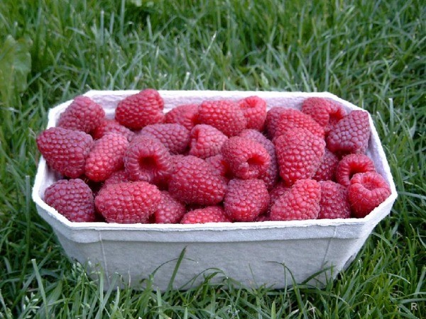 Raspberry Fruits are well preserved