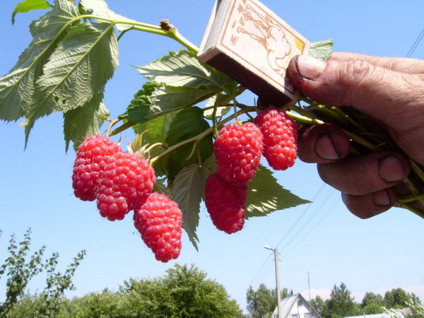 A Raspberry Brilliant nagy gyümölcsökkel rendelkezik