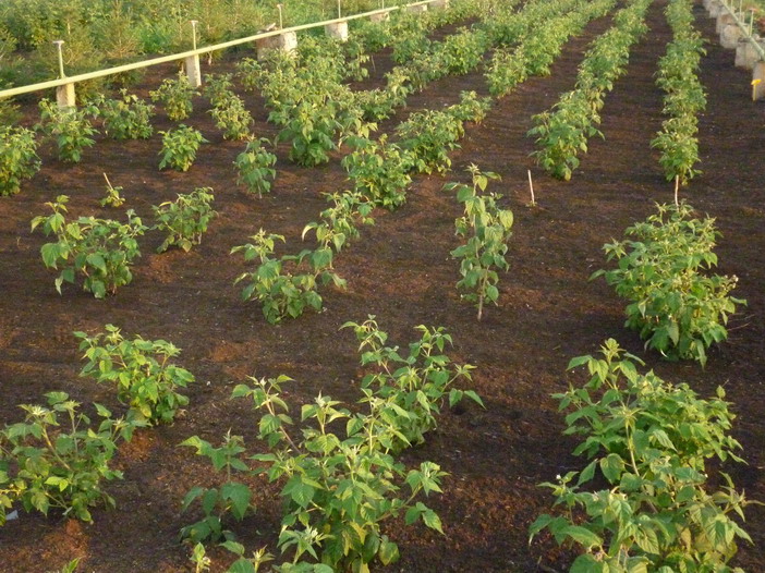 Les jeunes plants de framboise Volnitsa après la plantation sont arrosés et paillés
