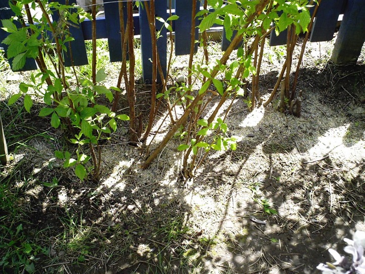 Fertilização de primavera de polca de framboesa
