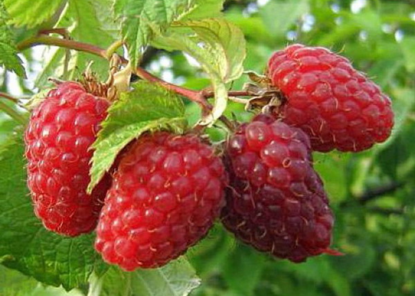 Peraturan penjagaan raspberry