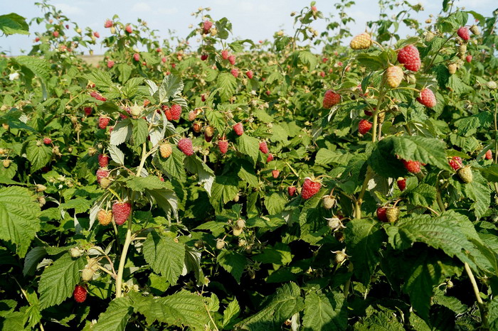 Varieti Raspberry Volnitsa menunjukkan peningkatan daya tahan terhadap penyakit dan perosak utama