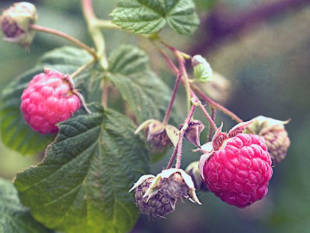  Shrub pests damage leaves and reduce berry weight
