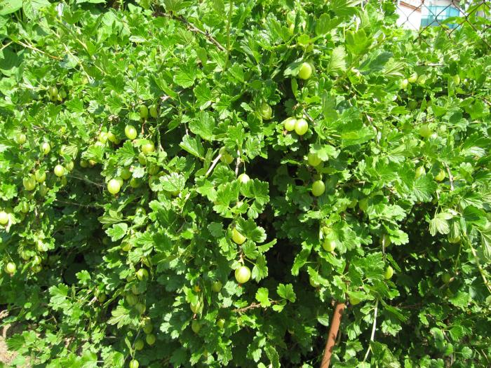 The appearance of the gooseberry bush Malachite