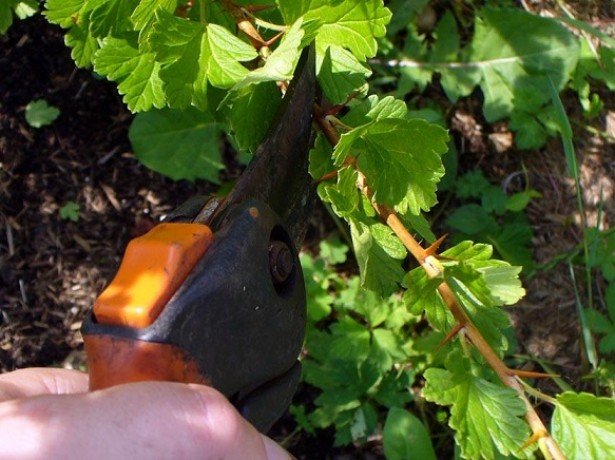 Cutting gooseberry shoots Malachite