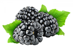 Blackberry ist eine Beere, die fantastisch aussieht und schmeckt.