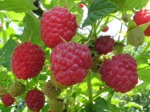 Raspberry Vera berries look very appetizing