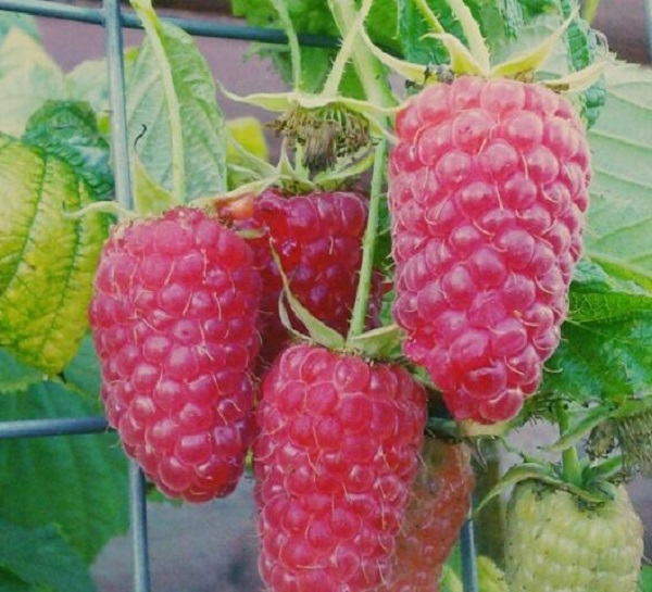 Raspberries of this variety are striking in their size.