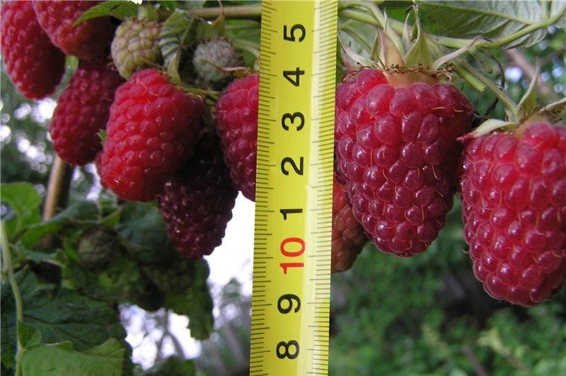 Kvaliteten og størrelsen af ​​Terenty hindbær afhænger af vækstbetingelserne