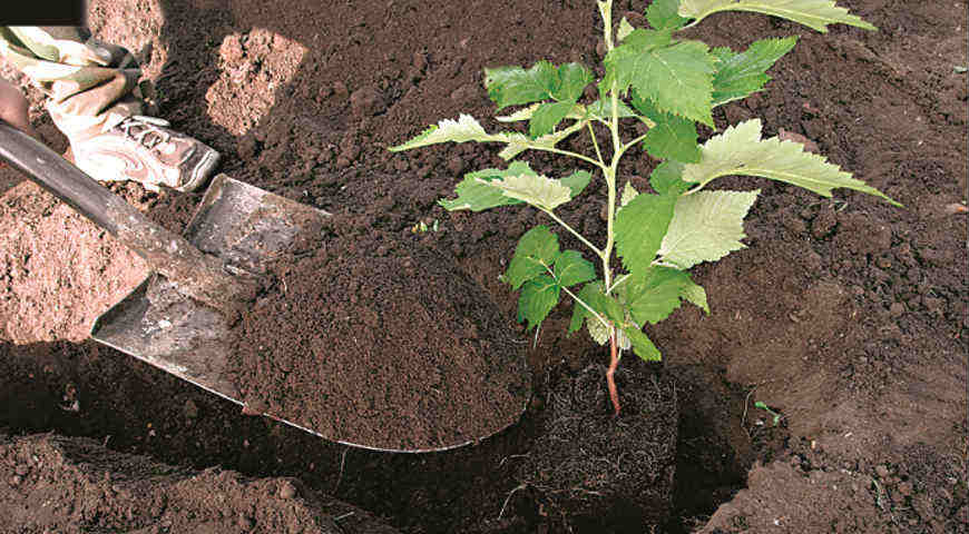 Å plante bringebær er et viktig stadium i bærpleie