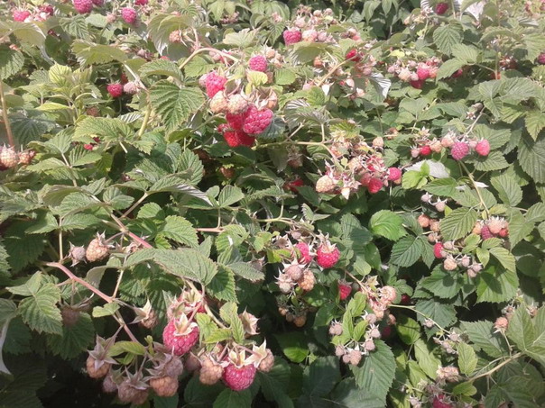 Raspberry Glen Erich - isang karapat-dapat na tagumpay sa pagpili