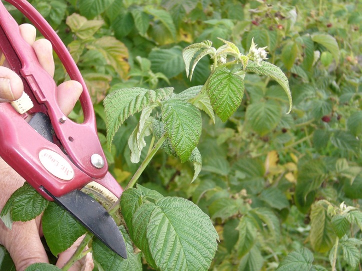 Trim raspberries by following the instructions.