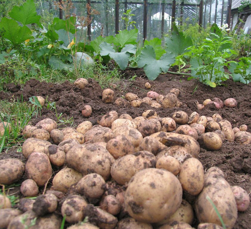 Kartoffelernte Ramos gefällt angenehm mit seiner Fülle