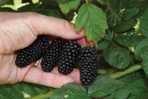 Cada variedade de blackberry tem suas próprias características