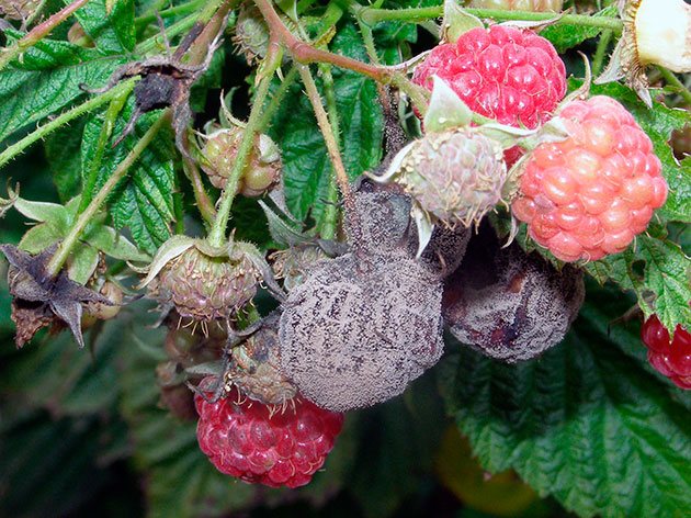 Raspberries infected with gray rot look not at all appetizing