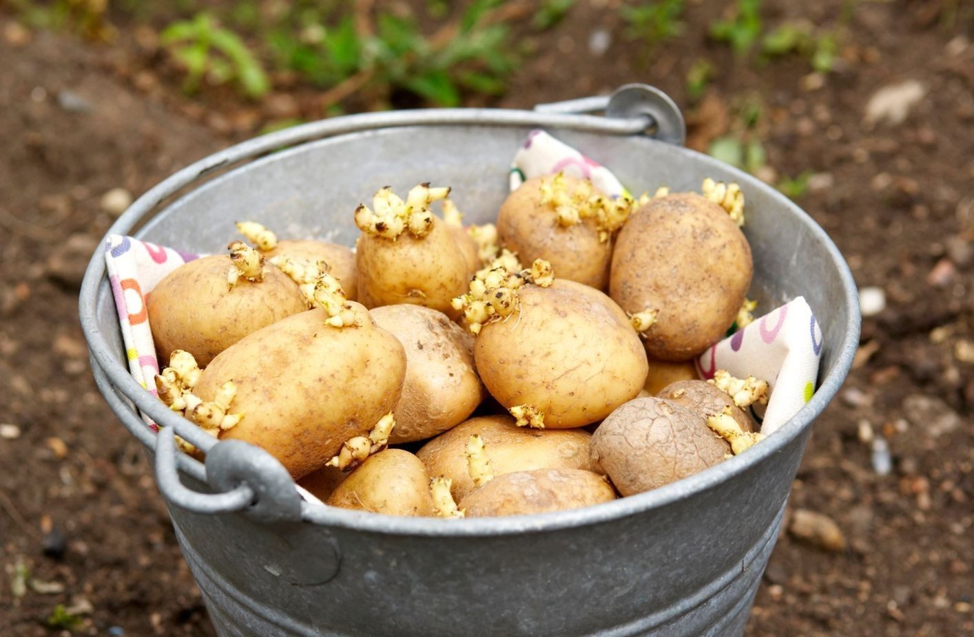 Sprouted potatoes for planting
