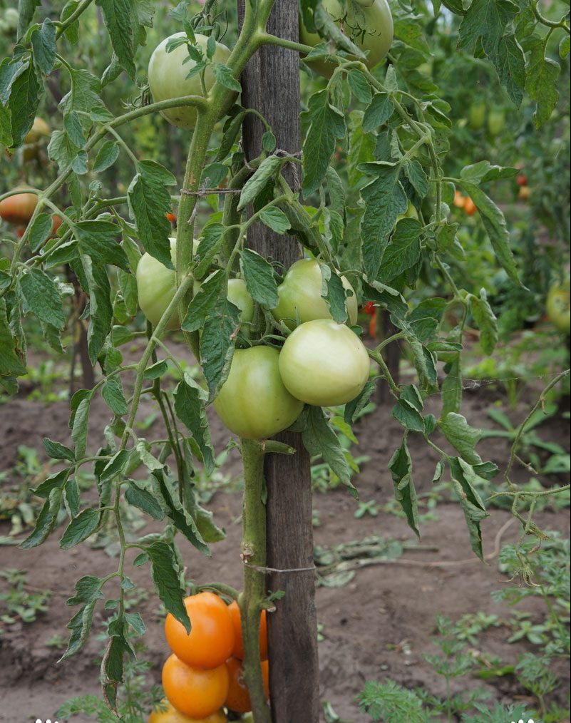 Tomato orange ripening