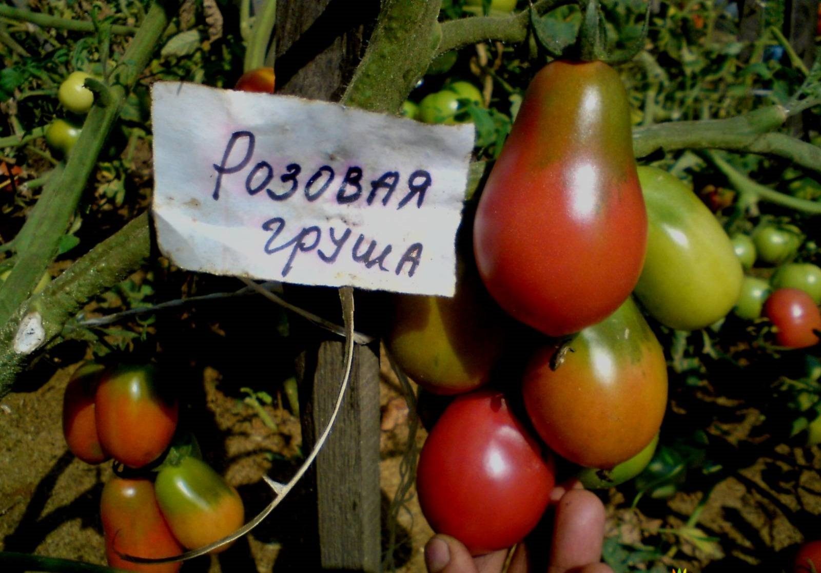 Tomatenbirnenrote Frucht