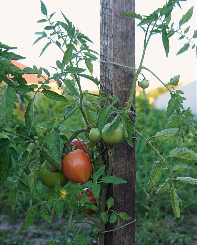 Pomidoras Kemerovets