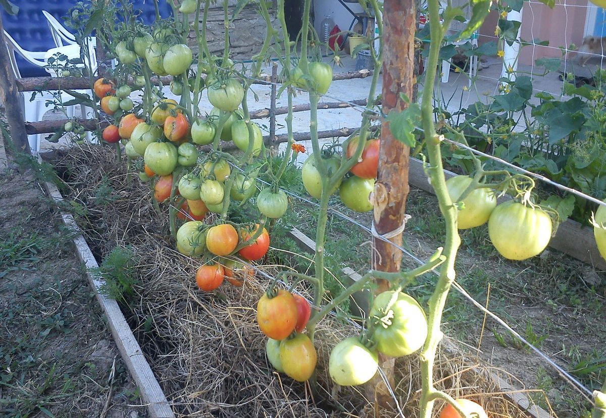 Cà chua Kemerovets chín