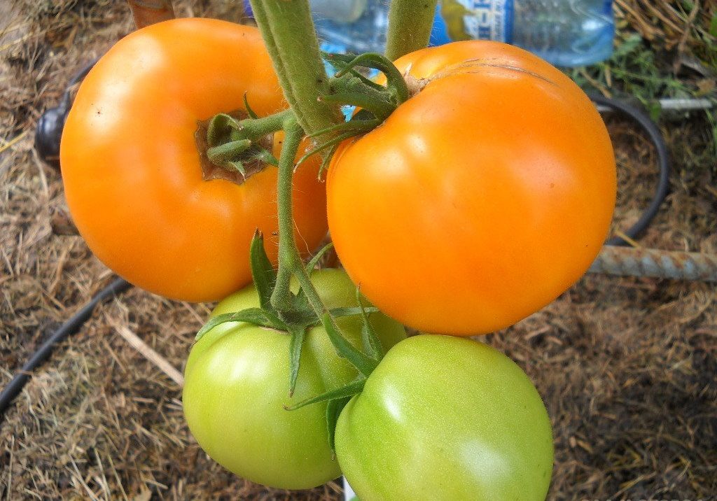 Tomaatti Kultaiset kupolit puutarhassa